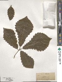 Quercus michauxii image