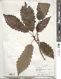 Quercus michauxii image