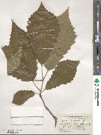 Quercus michauxii image