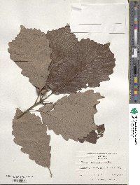 Quercus michauxii image