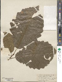 Quercus michauxii image