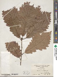 Quercus michauxii image