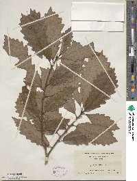 Quercus michauxii image