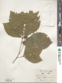 Quercus michauxii image