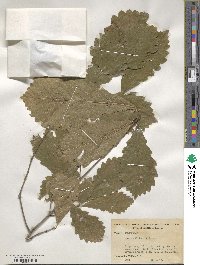 Quercus michauxii image