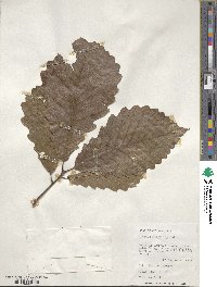 Quercus michauxii image