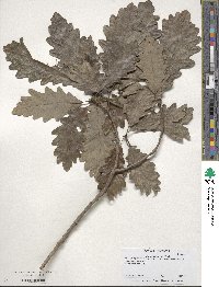 Quercus michauxii image