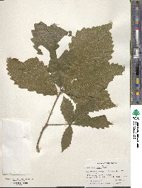 Quercus michauxii image