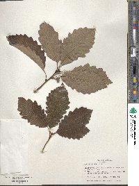 Quercus michauxii image