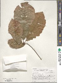 Quercus michauxii image