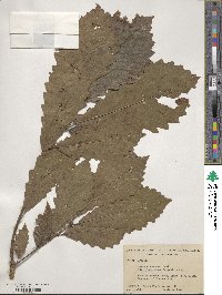 Quercus michauxii image