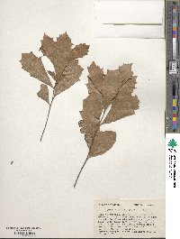 Quercus minima image