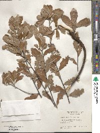 Quercus minima image