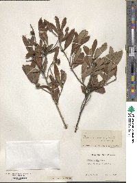 Quercus minima image