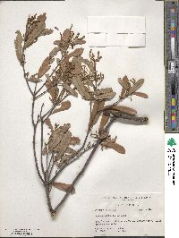 Quercus minima image