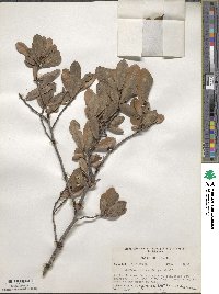 Quercus minima image