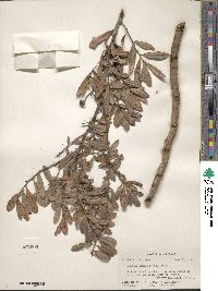 Quercus minima image