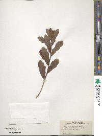 Quercus minima image