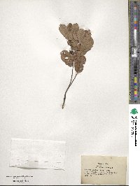 Quercus minima image