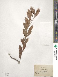 Quercus minima image