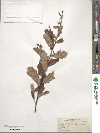 Quercus minima image