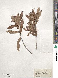 Quercus minima image