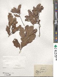 Quercus minima image