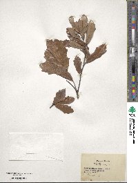 Quercus minima image