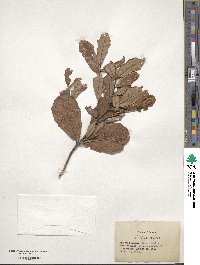 Quercus minima image