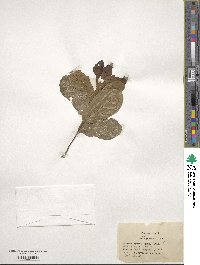 Quercus minima image