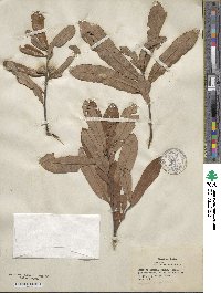 Quercus minima image