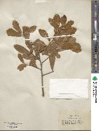 Quercus minima image