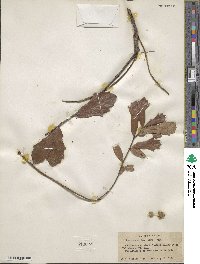 Quercus minima image