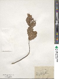 Quercus minima image