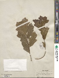 Quercus minima image