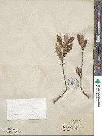 Quercus minima image