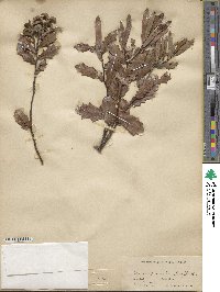 Quercus minima image