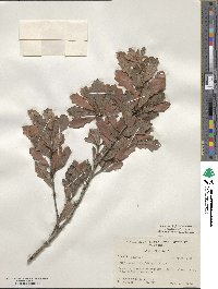 Quercus minima image