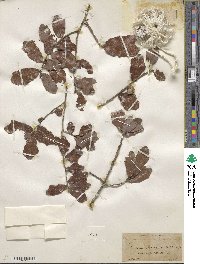 Quercus minima image