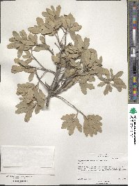 Quercus mohriana image