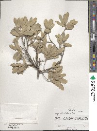 Quercus mohriana image