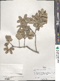 Quercus mohriana image