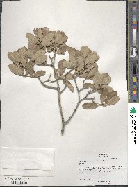 Quercus mohriana image