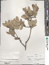 Quercus mohriana image