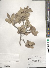 Quercus mohriana image