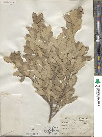 Quercus mohriana image