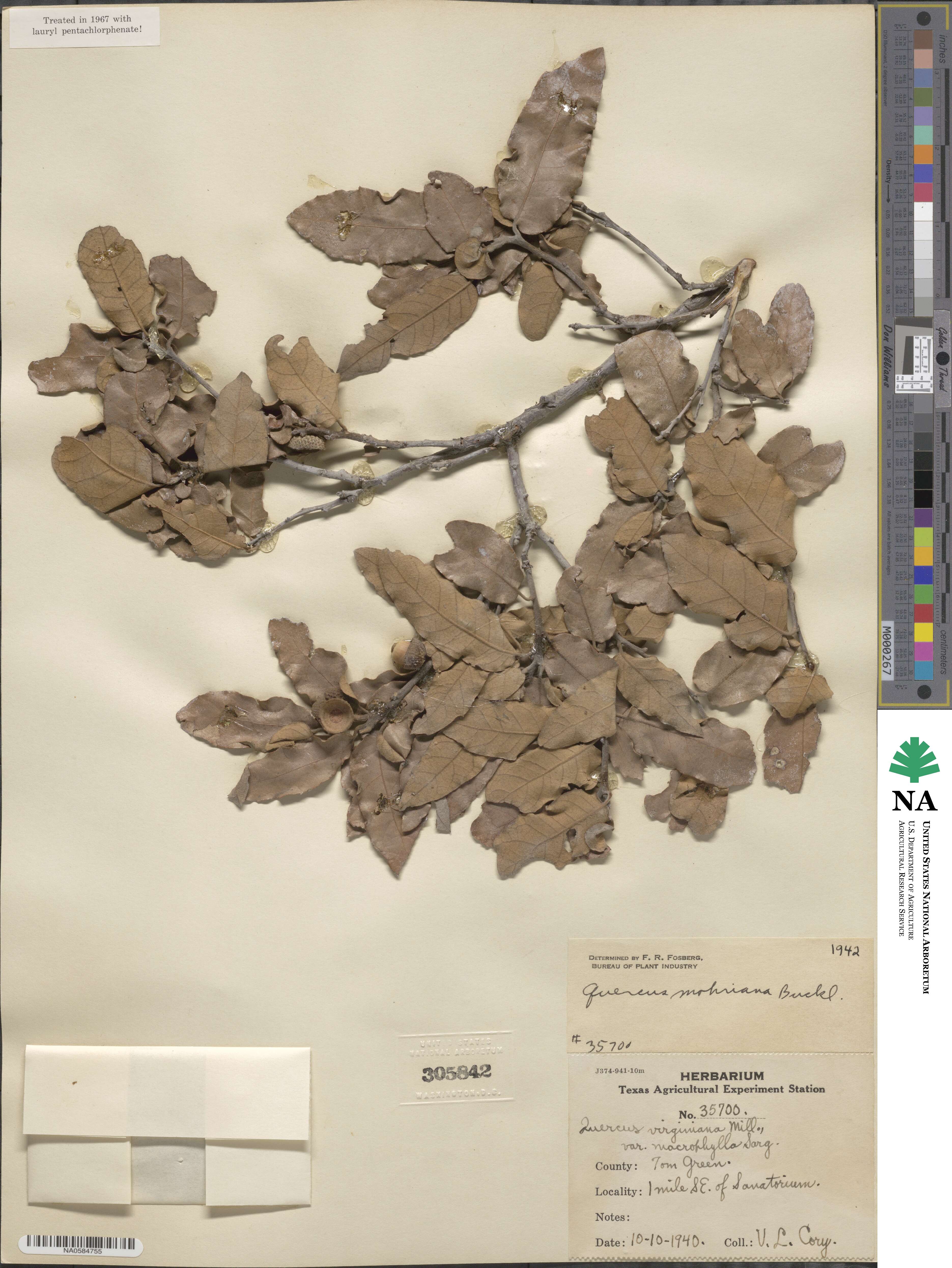 Quercus mohriana image