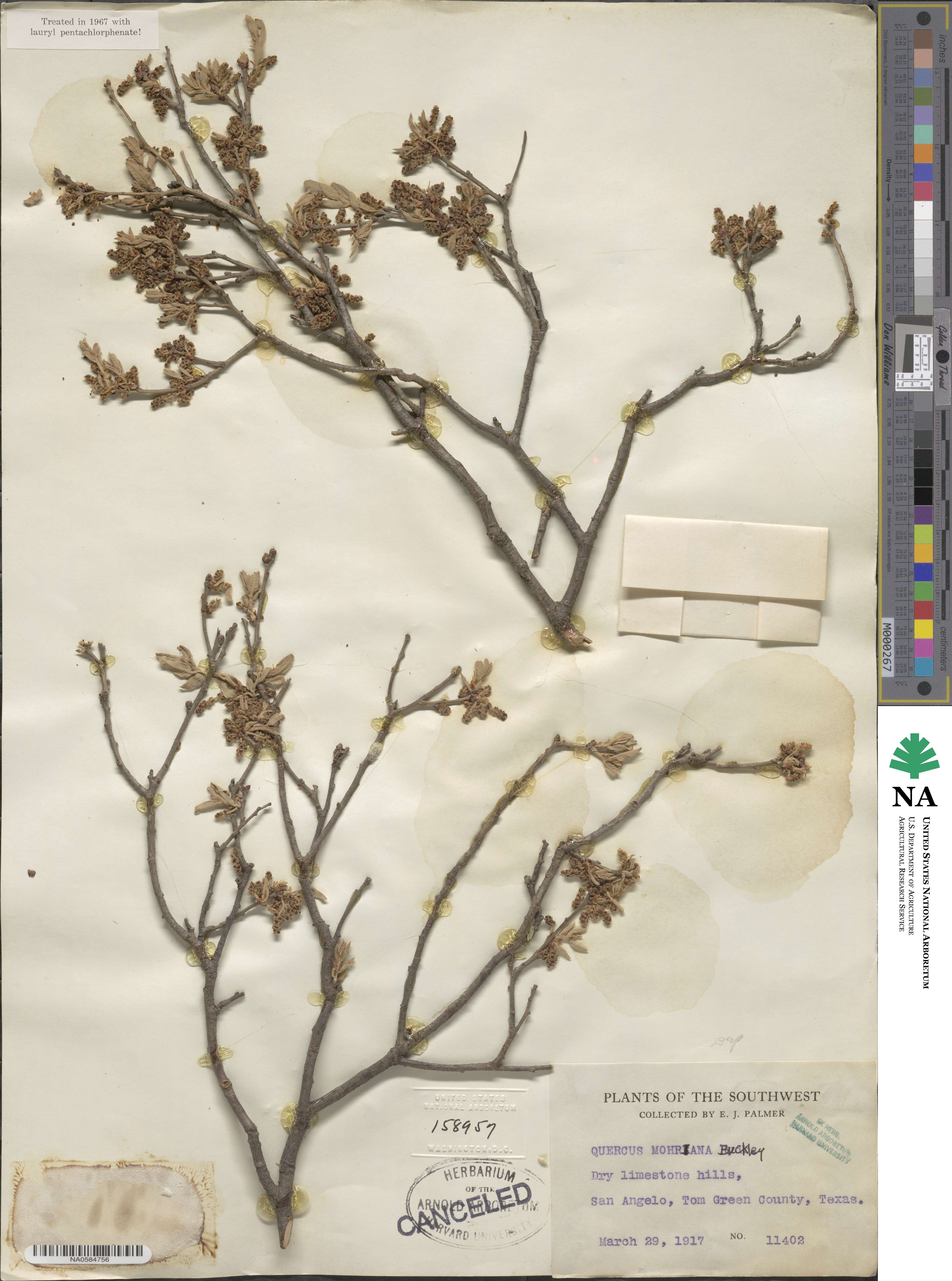 Quercus mohriana image