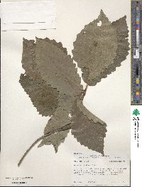 Quercus montana image