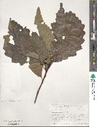 Quercus montana image